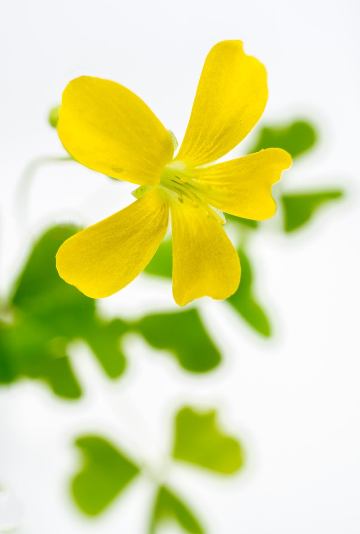 SE 4X Magnifying Glass with Helping Hand - 2-1/2 Inch Lens, 360 Degrees Rotatable Clips for Soldering, Jewelry Making, and Detailed Work - MZ101B customer photo 1