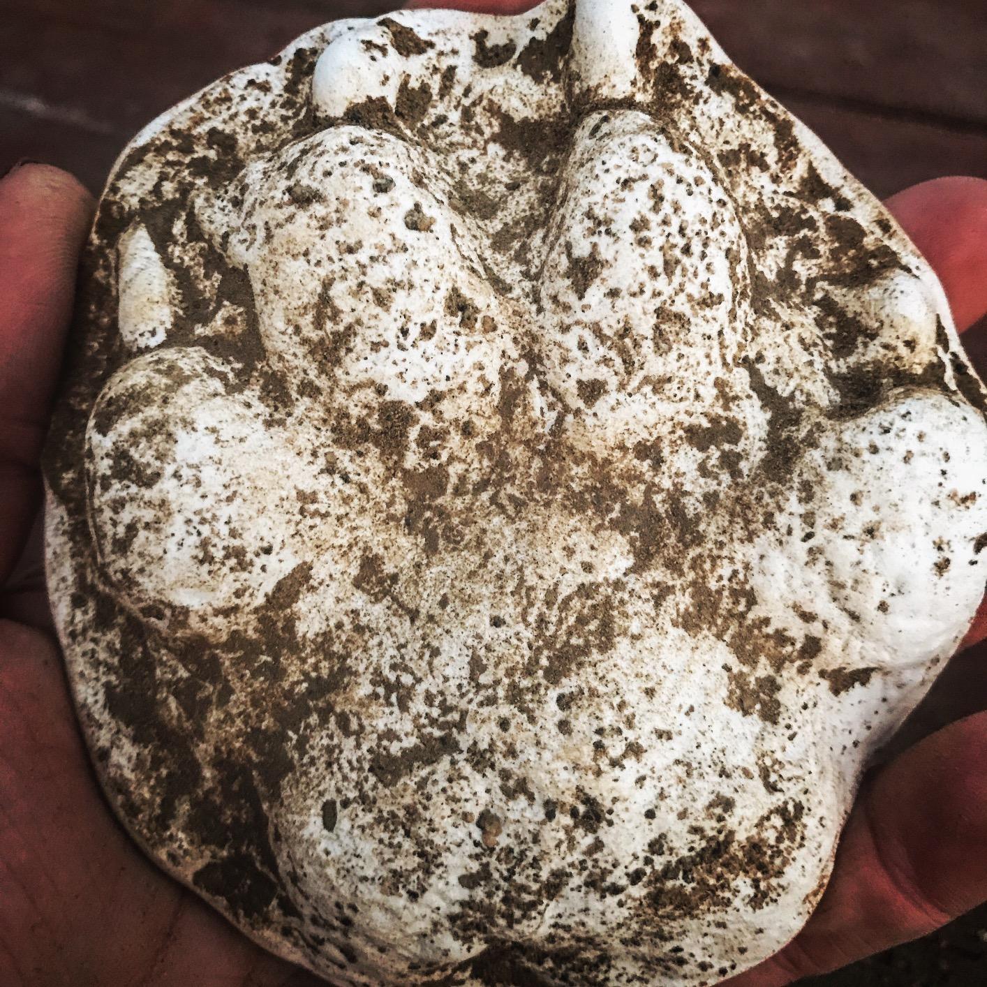 Woodland Scenic Casting Plaster, 236ml/8-Ounce customer photo 1