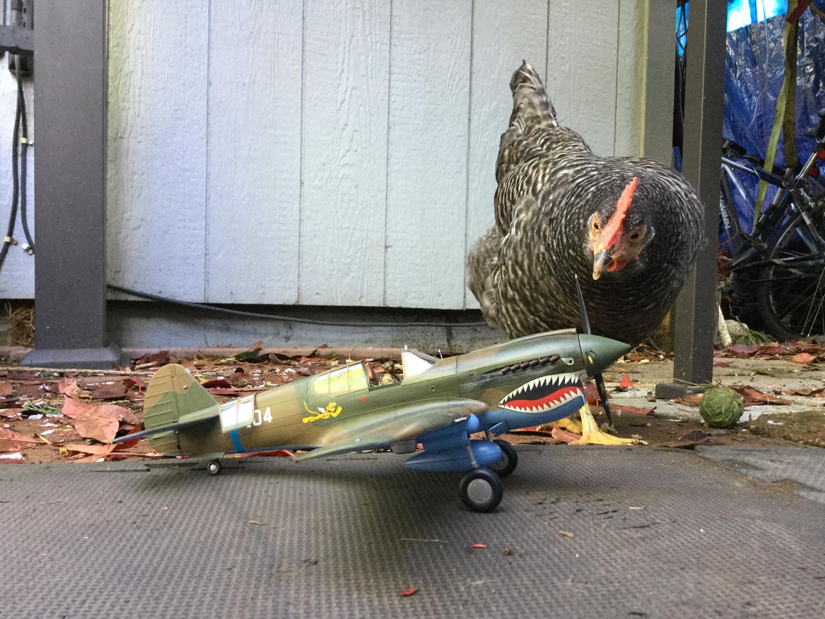 Hasegawa 1/32 P-40E Warhawk Texas Longhorn with Pilot Figure, Drop Tank and 500Ib Bomb customer photo 7