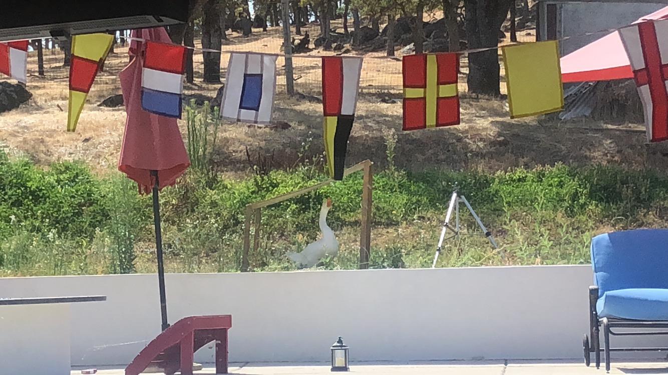 In the Breeze Maritime Signal Flags - 40 Different Decorative Flags - Over 40 Feet Long - Easy to Display,3604 customer photo 1