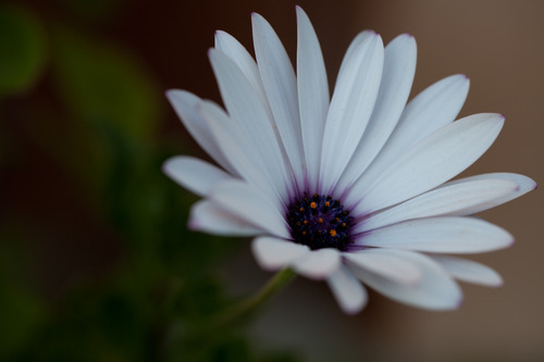 Canon EF 100mm f/2.8L IS USM Macro Lens for Canon Digital SLR Cameras customer photo 1