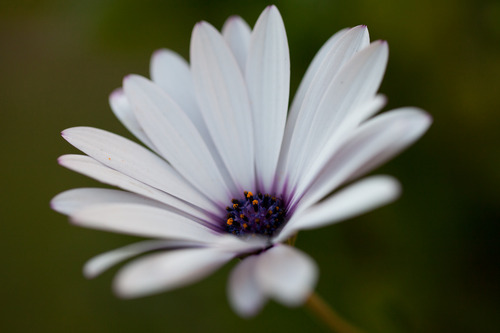 Canon EF 100mm f/2.8L IS USM Macro Lens for Canon Digital SLR Cameras customer photo 2