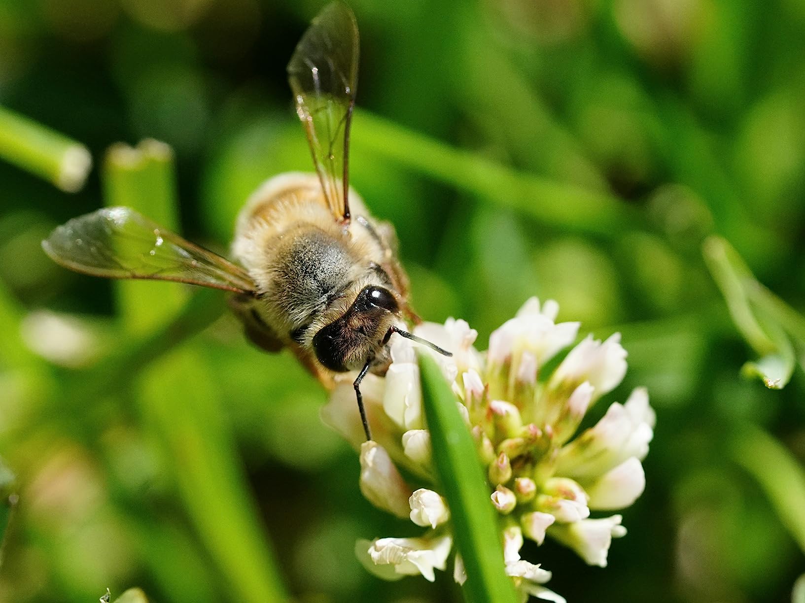 Sony SEL90M28G FE 90mm f/2.8-22 Macro G OSS customer photo 1