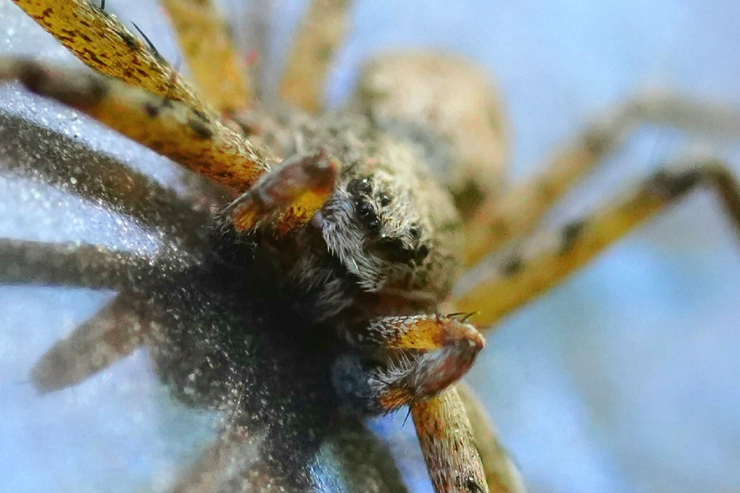 Sony SEL90M28G FE 90mm f/2.8-22 Macro G OSS customer photo 2