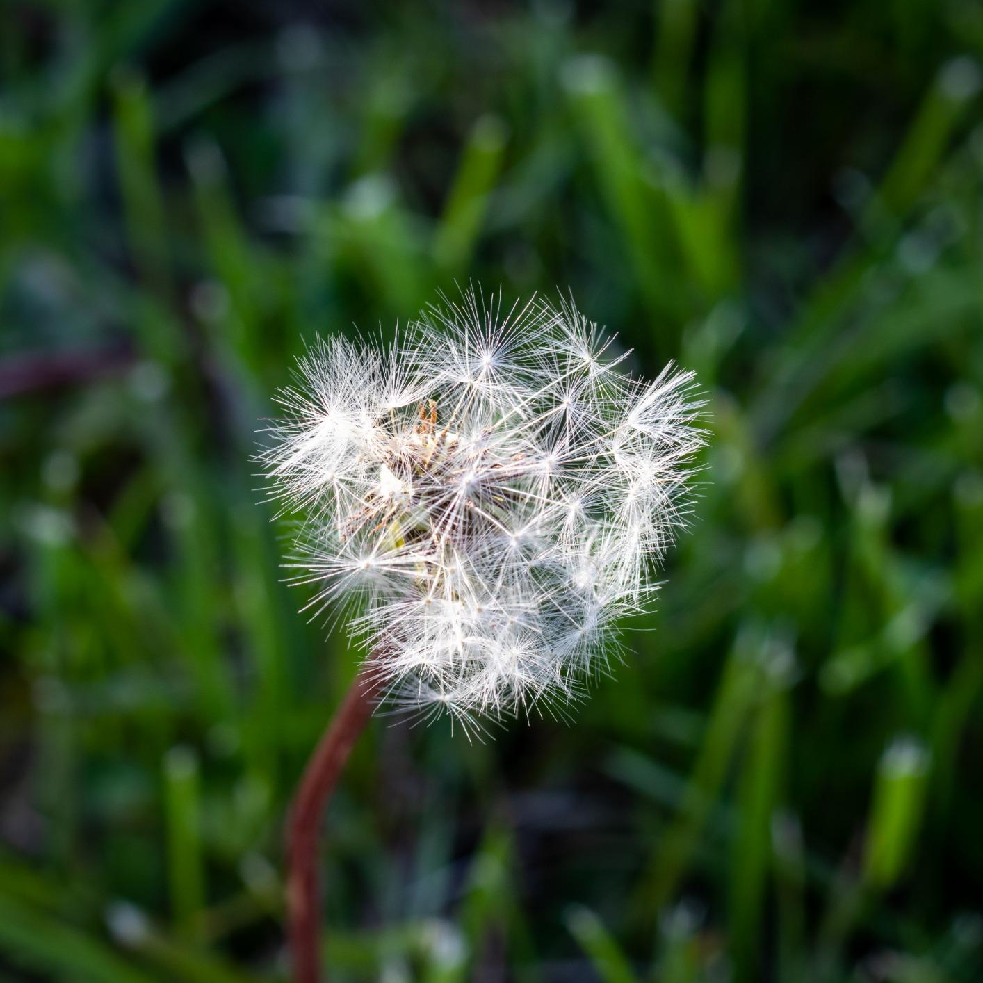 Canon EF 50mm f/1.8 STM Lens, Black customer photo 1