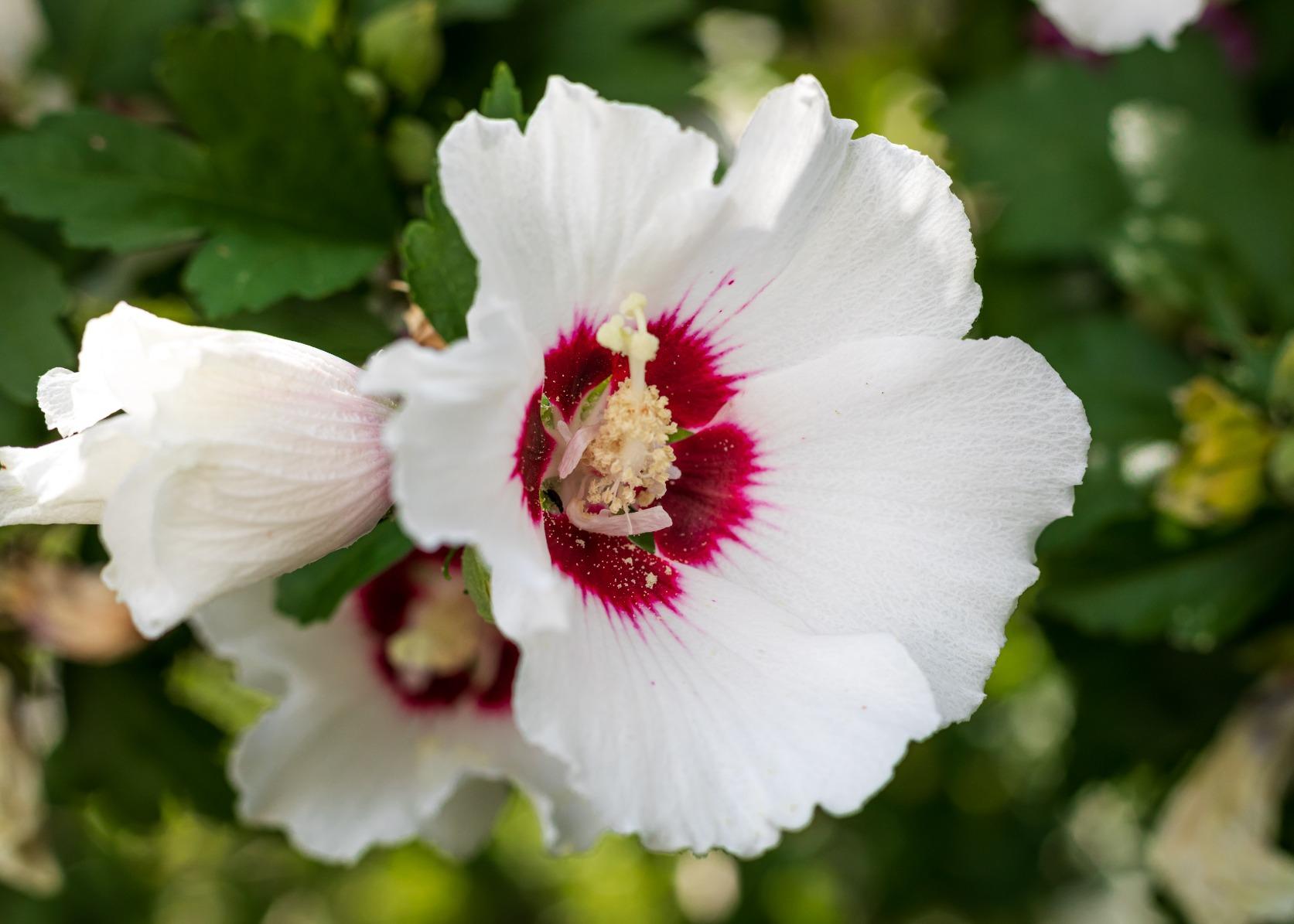 Canon EF 50mm f/1.8 STM Lens, Black customer photo 2