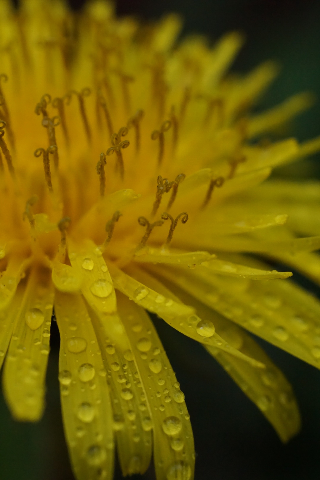 Sony SEL50M28 FE 50mm F2.8 Full Frame E-mount Macro Lens customer photo 2