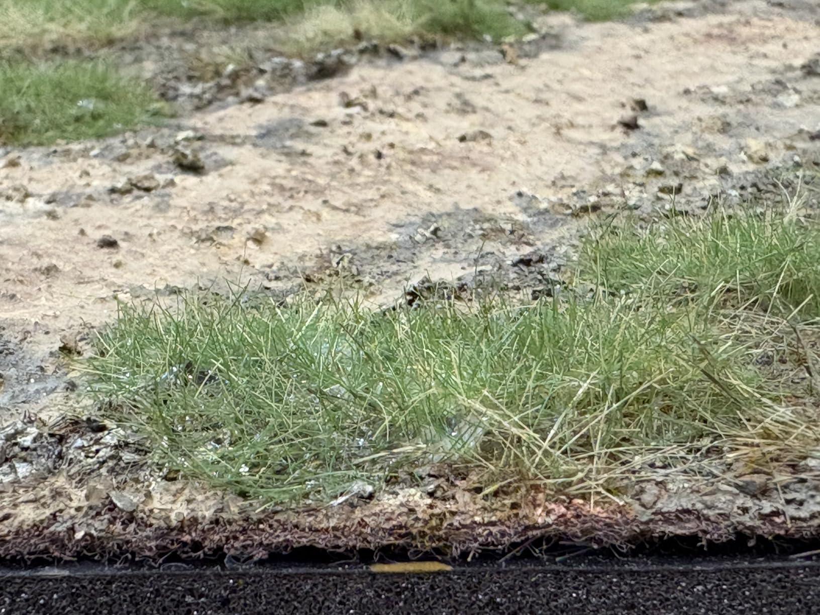 Woodland Scenics FS639 Static King, Black customer photo 2