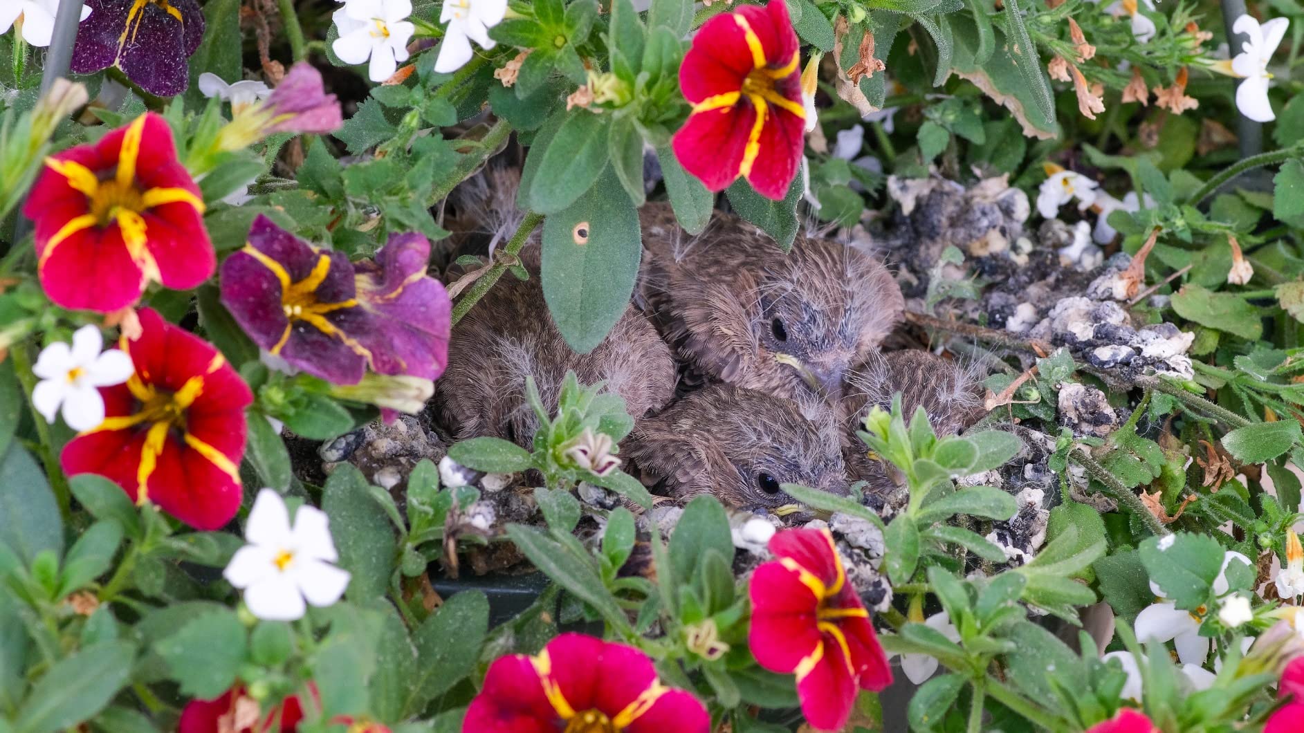 Tokina ATX-i 100mm F2.8 FF Macro Canon EF Mount Full Size Compatible customer photo 1