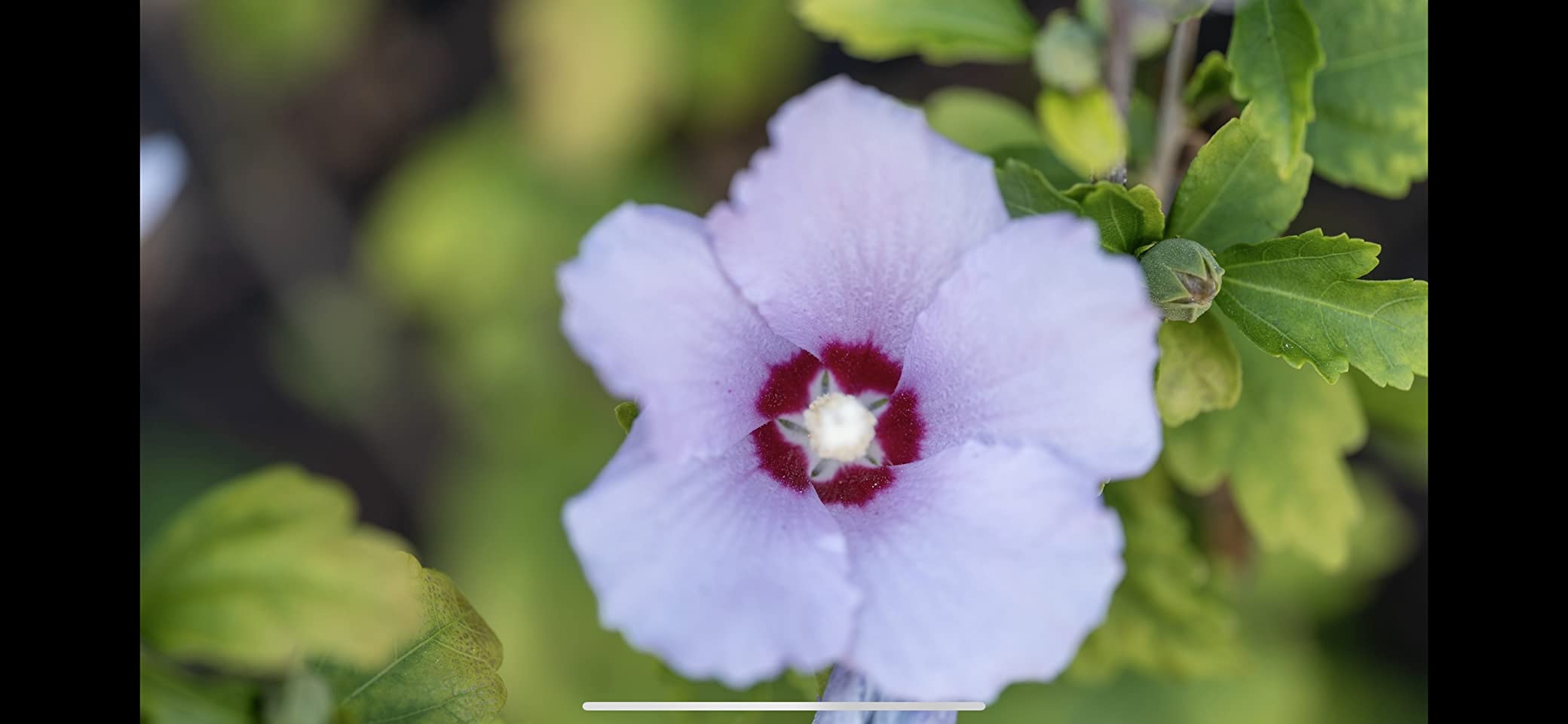 Sigma 105mm F2.8 DG DN Macro Art Lens customer photo 1