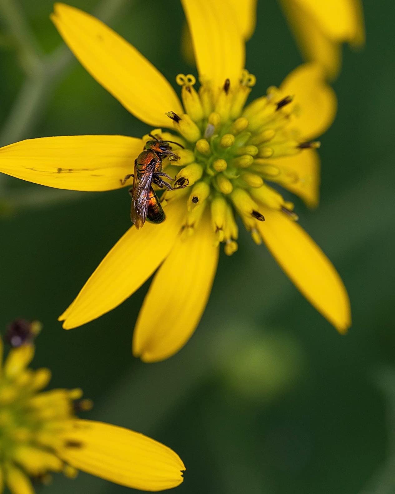 Sigma 105mm F2.8 DG DN Macro Art Lens customer photo 2