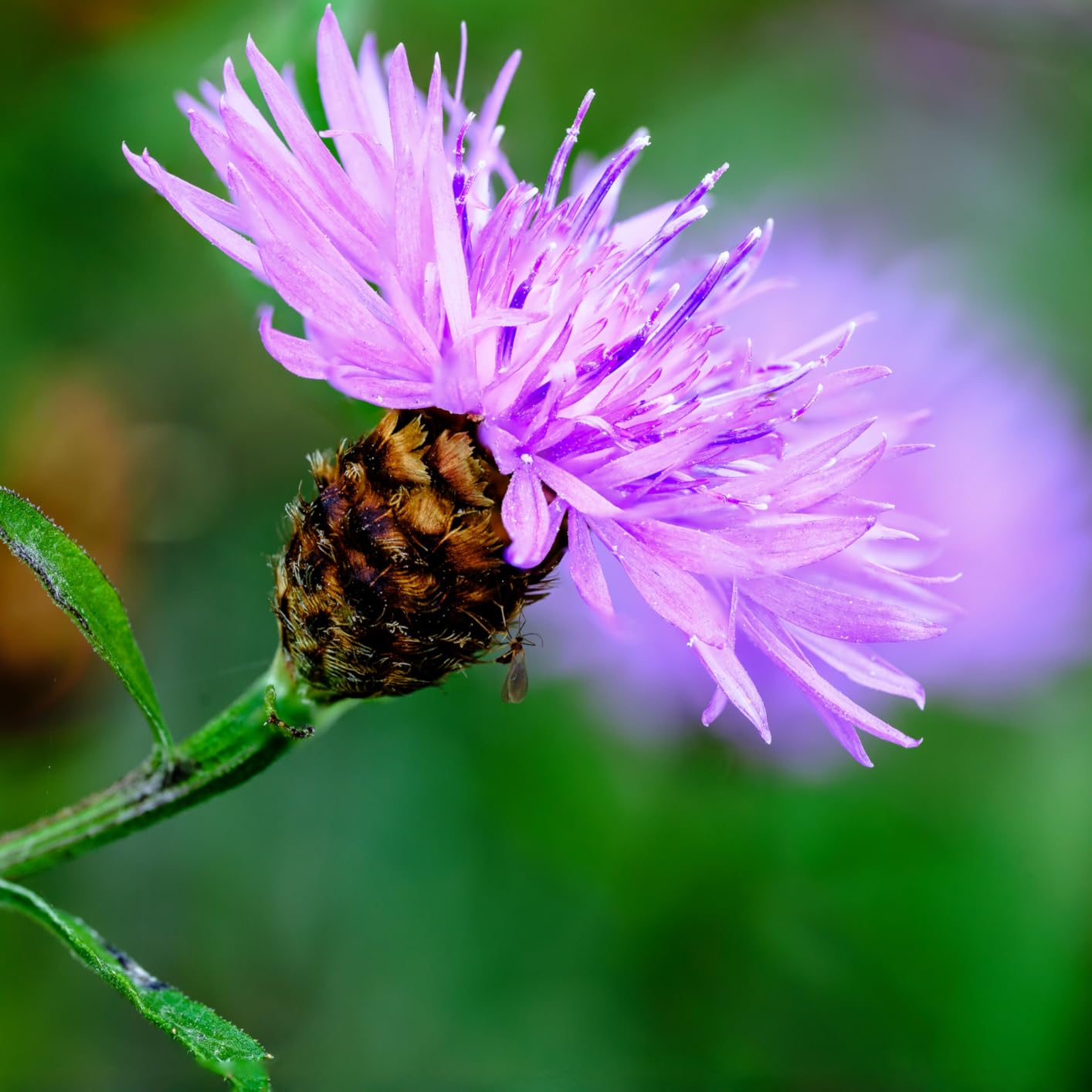 Nikon NIKKOR Z MC 105mm f/2.8 VR S customer photo 2