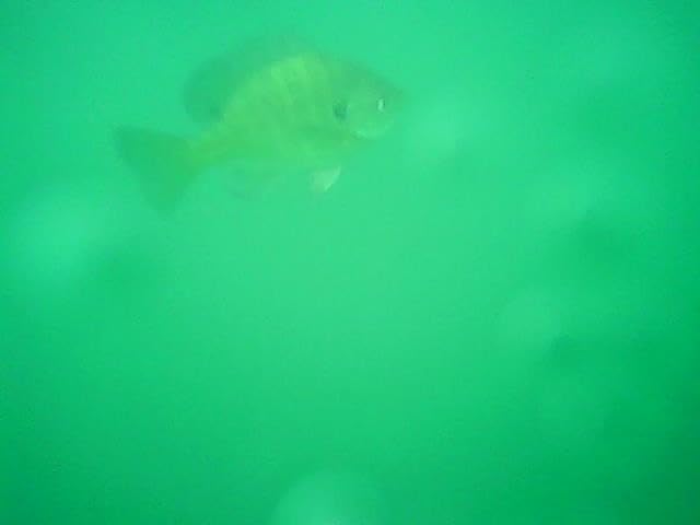 GoolRC RC Boats with Camera for Adults, 6CH Remote Control Boat for Pools & Lakes, App Wireless Control Waterproof RC Camera Boat customer photo 1