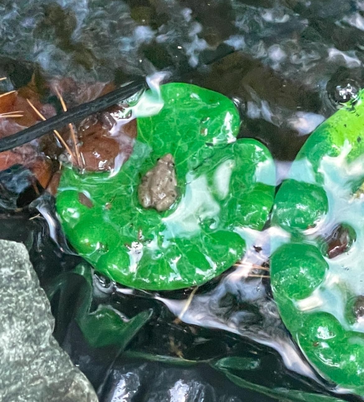 RAINFLOW 18PCS Lily Pads for Ponds Artificial Pond Plants Floating Flowers for Pool Aquarium Plants Lotus Flower for Fish Koi Pond Accessories for Outdoor Ponds Patio Pond Decorations 3Sizes customer photo 1