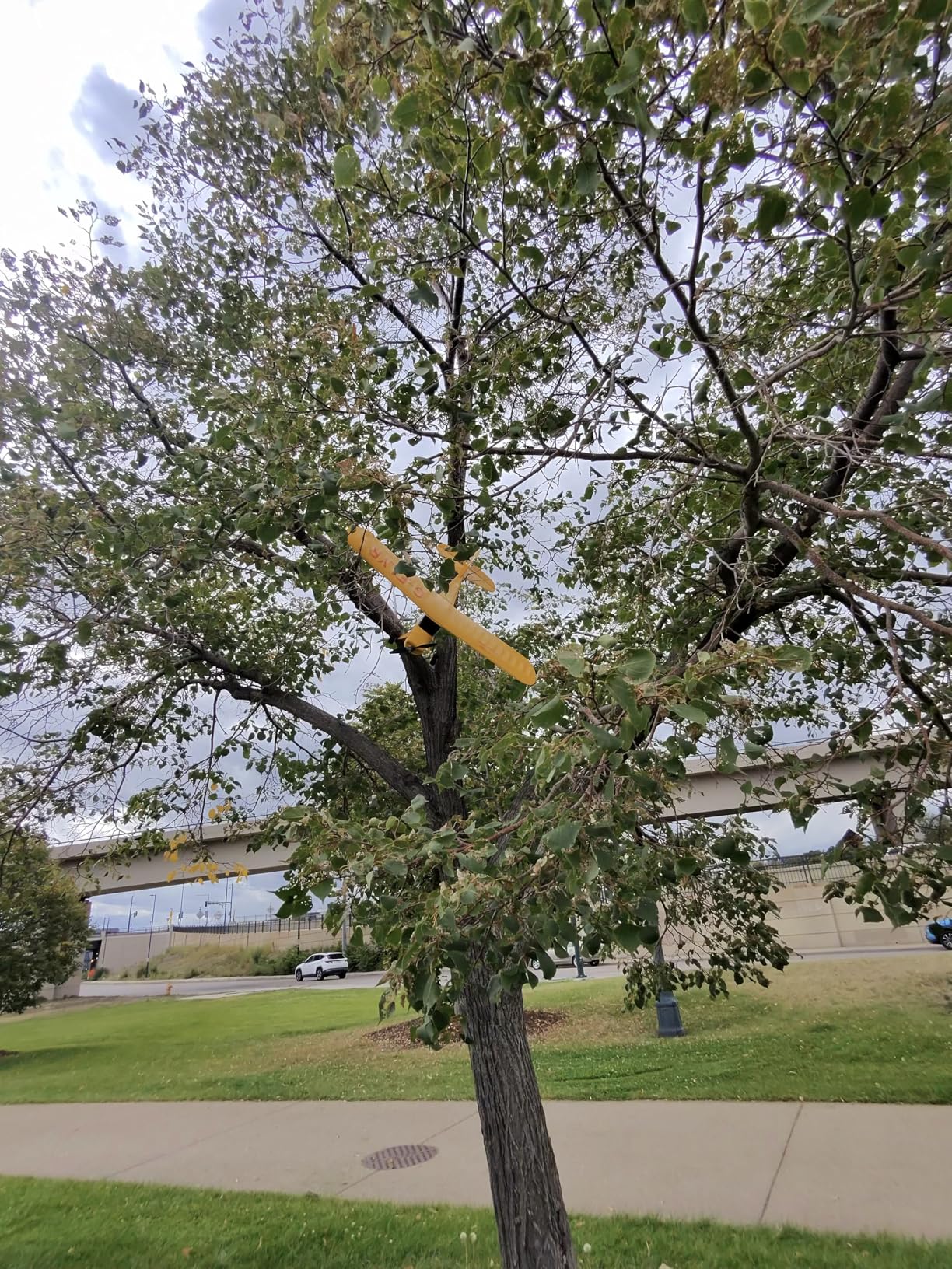 HobbyZone Champ Anniversary Special Edition 515mm BNF Basic with Safe Select, HBZ04950 customer photo 1