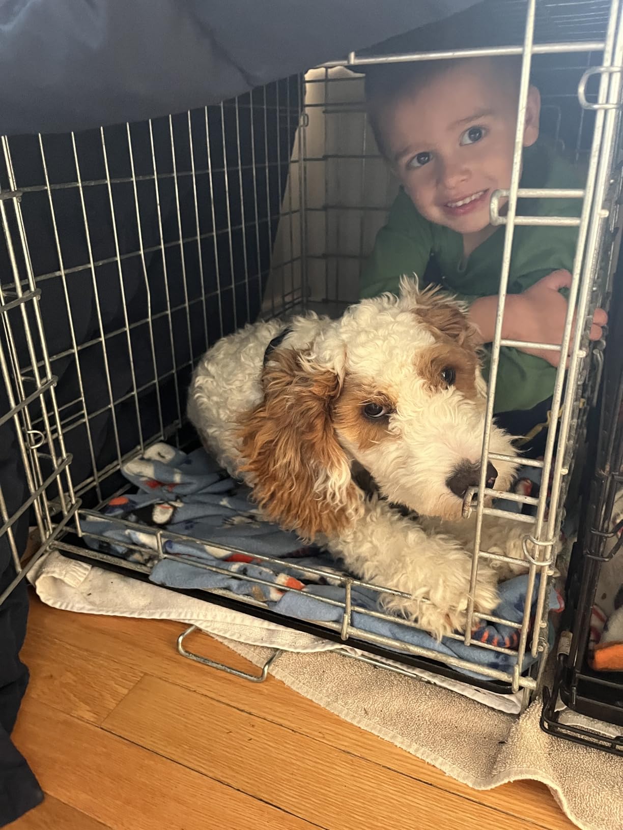 MidWest Homes for Pets 30-Inch LifeStages Crate for Medium Breeds, Double Door Folding Dog Crate with Divider Panel, Leak-Proof Tray & Secure Latch, Heavy-Duty & Easy to Assemble customer photo 1