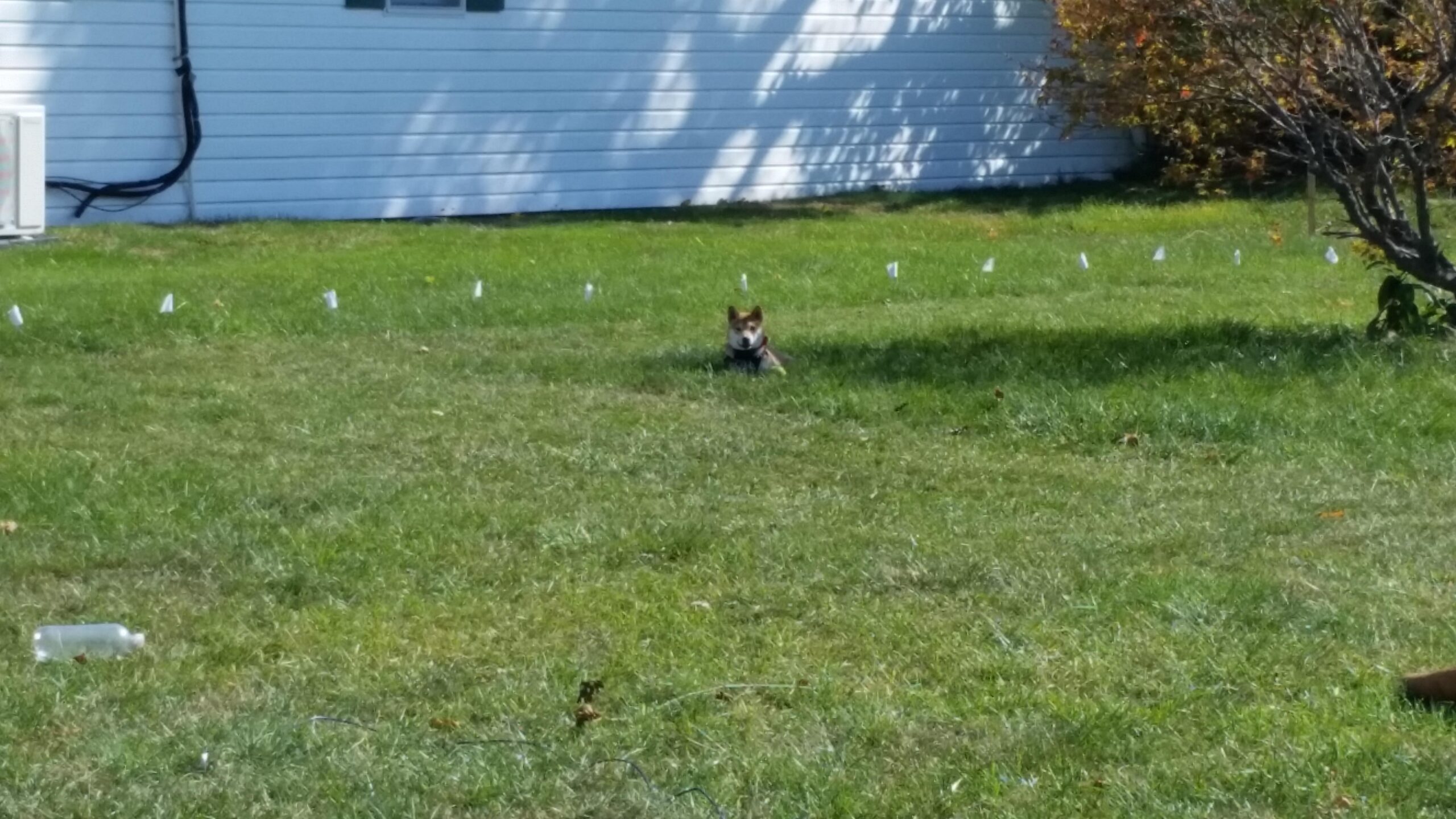 Stubborn Dog In-Ground Pet Fence for Hard-to-Train Pets - Covers 1/3-Acre Yard - Expandable up to 25 Acres - from the Parent Company of Invisible Fence Brand customer photo 2