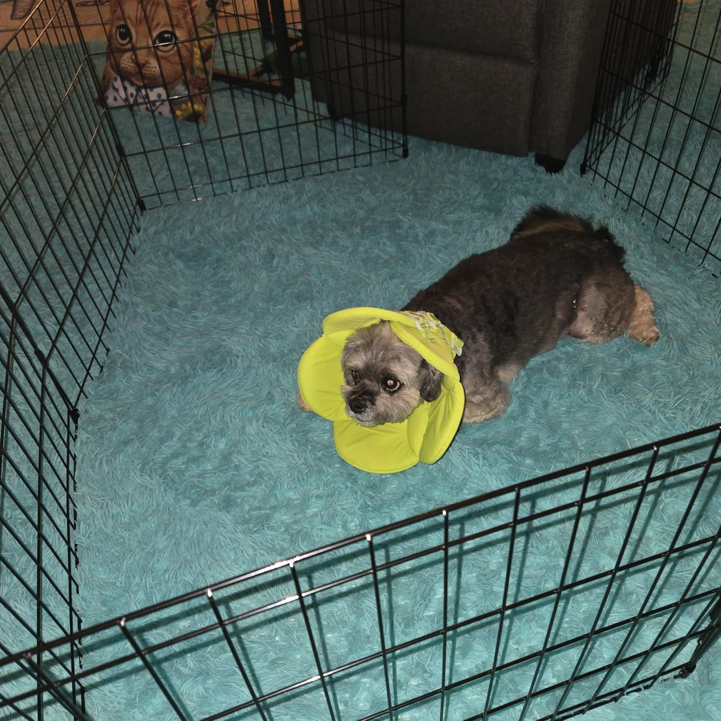 MidWest Homes for Pets Folding Metal Puppy / Dog Exercise Pen, Indoor/Outdoor Playpen with No Door, Provides 16 Sq Feet of Play Space, 30-Inches Tall, Black E-Coated customer photo 2
