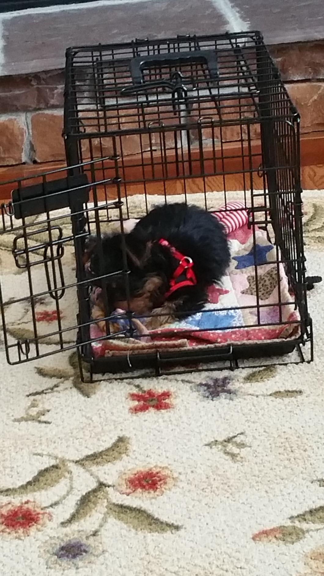 Precision Pet Products Two Door Provalue Wire Dog Crate, 42 Inch, For Pets 70-90 lbs, With 5-Point Locking System customer photo 2