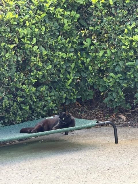 Coolaroo Original Elevated Dog Bed - Breathable Off-The-Ground Pet Bed with Cooling Fabric, Joint Relief & Moisture-Resistant Fabric, 100% Recyclable, Nutmeg, Large customer photo 1