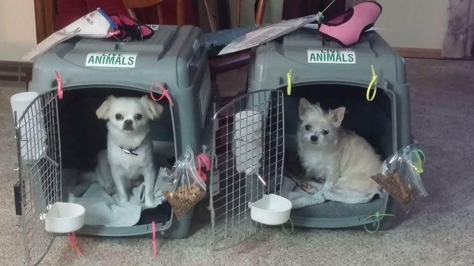 Petmate Sky Kennel - For Air and Travel, Airline Compliant Dog Crate for Pets up to 15-30 lbs, Heavy Duty Dog Kennel, Made in the USA, 28 Inches customer photo 1