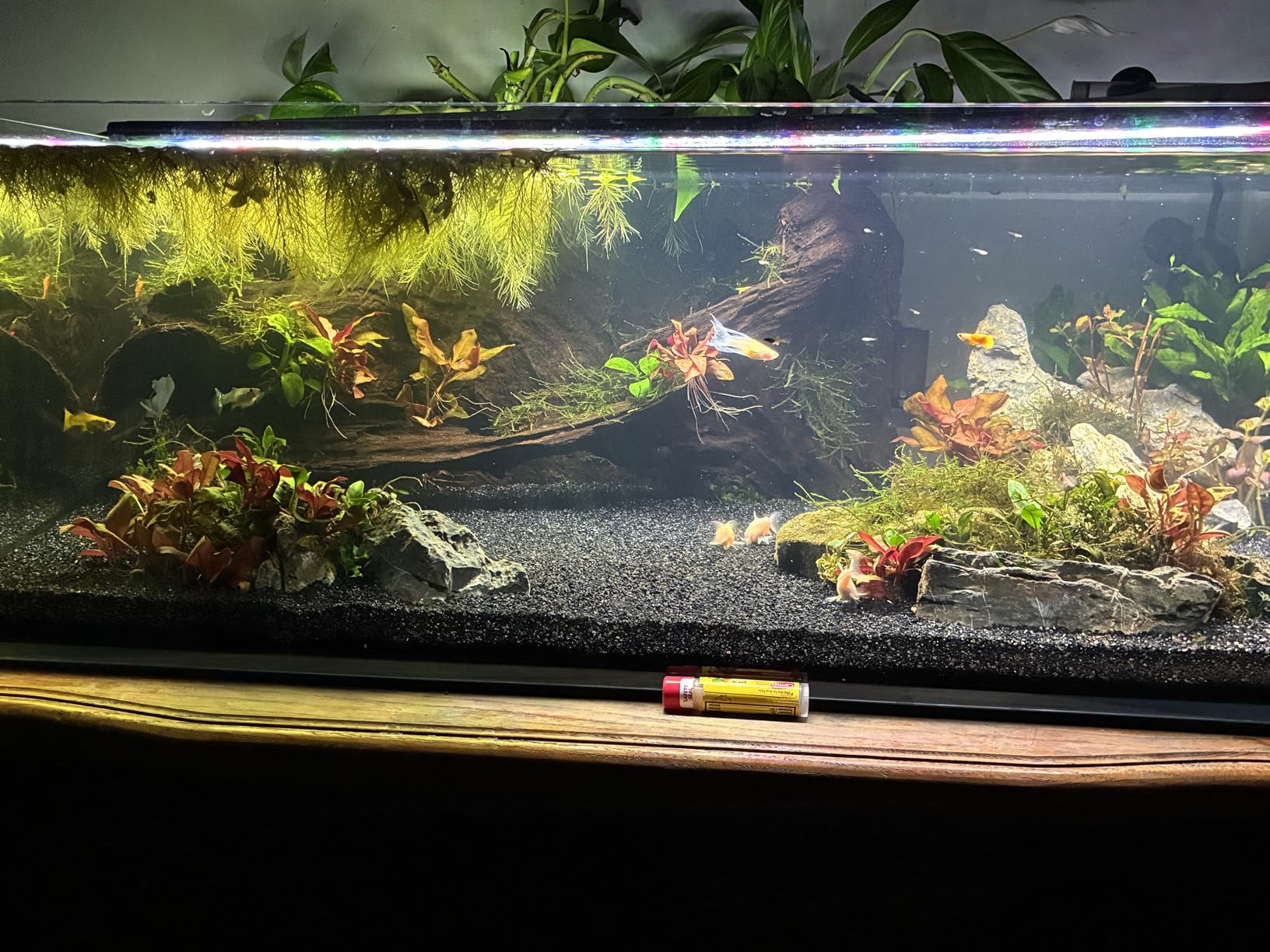 LANDEN 60P 16 Gallon Rimless Low Iron Aquarium Tank, 23.6 W x 11.8 D x 14.2 H, 6mm Thickness with Nano Foam Leveling Mat customer photo 1