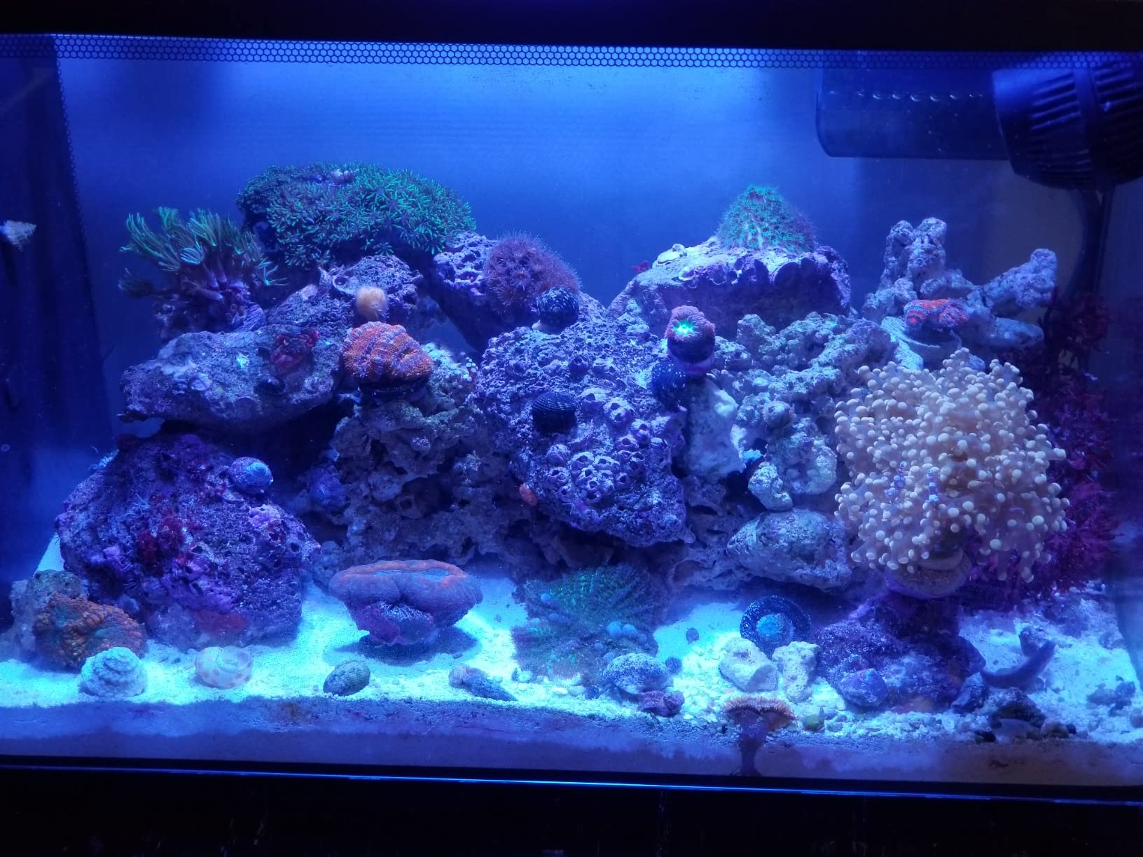 Fluval Evo XII Saltwater Aquarium Kit, 13.5 Gallon, with Reef-Capable LED and 3-Stage Filtration customer photo 2