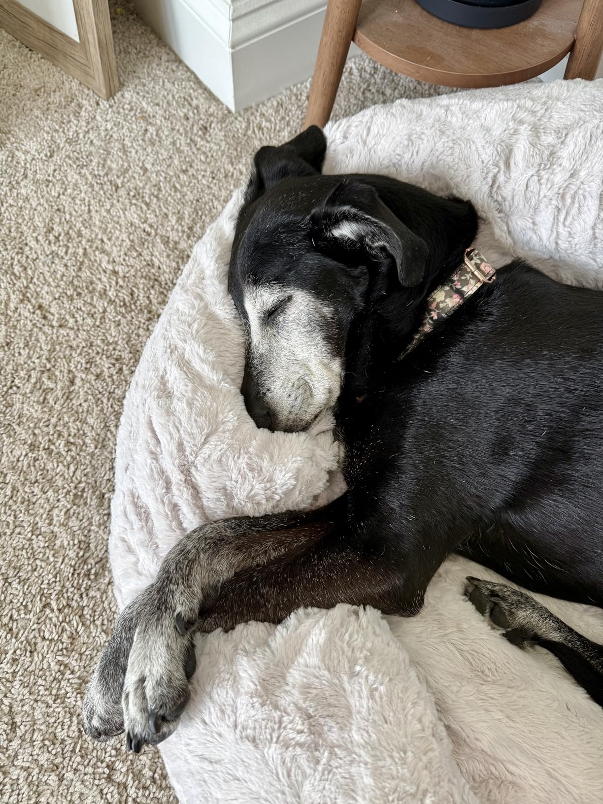 Best Friends by Sheri The Original Calming Donut Dog Bed for Small Dogs up to 25 lbs, Shag Faux Fur, Taupe, 23