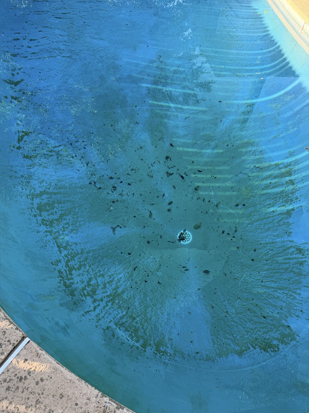 Dolphin Nautilus CC Automatic Robotic Pool Vacuum Cleaner, Wall Climbing Scrubber Brush, Top Load Filter Access, Ideal for Above/In-Ground Pools up to 33 FT customer photo 2
