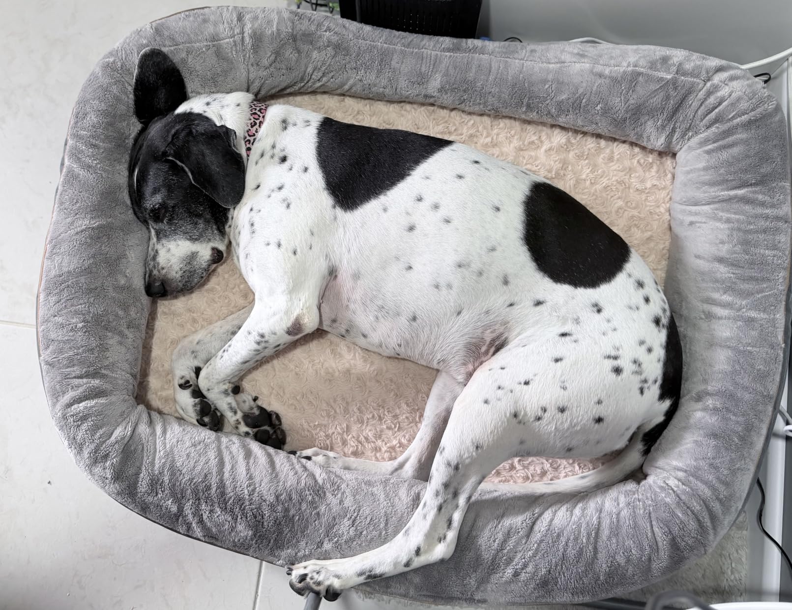JOYELF Medium Memory Foam Dog Bed Orthopedic Dog Bed & Sofa with Removable Washable Cover and Squeaker Toy as Gift customer photo 1