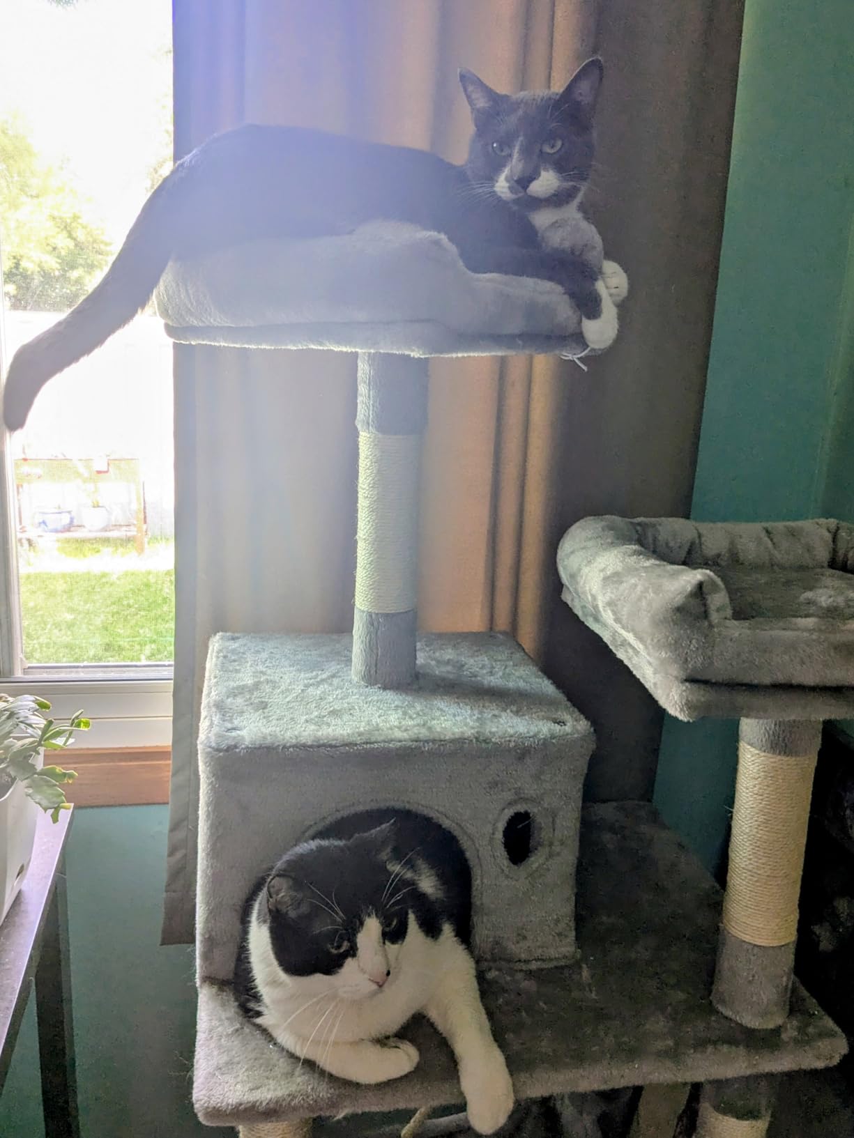 Feandrea Cat Tree, 55.8-Inch Cat Tower, Multi-Level Plush Condo with 11 Scratching Posts, 2 Perches, Hammock, Cave, Light Gray UPCT15W customer photo 1