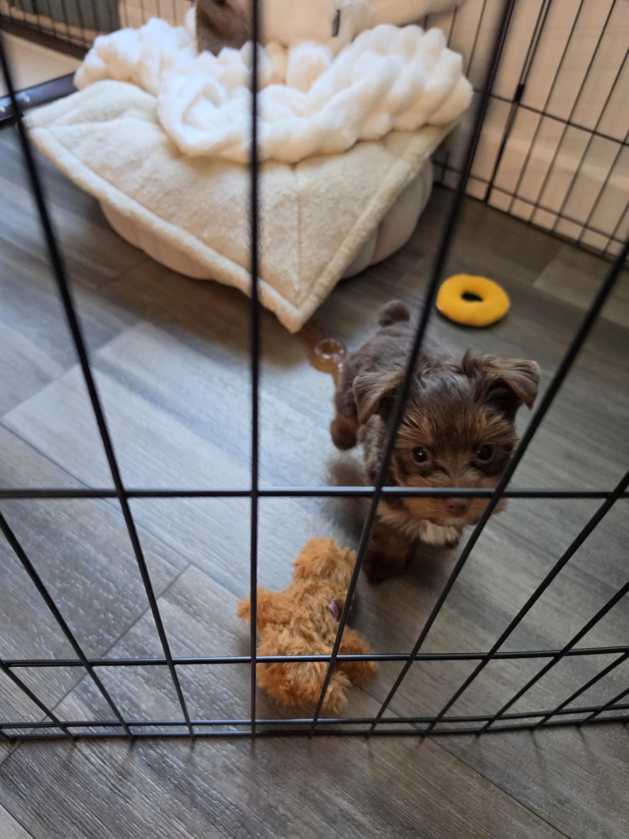 New World by MidWest Homes for Pets 24-Inch Exercise Pen, for Indoor and Outdoor use, 16 Sq Feet of Play, Folding Dog Pen, No Door Design for Maximum Security, Easy to Set Up, Foldable Pet Playpen customer photo 2