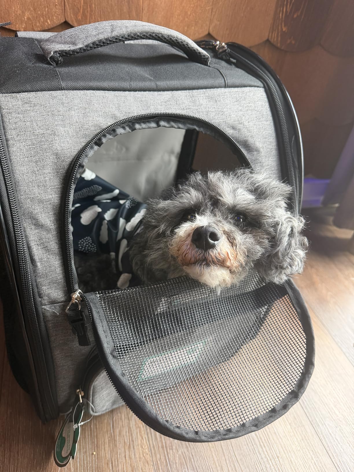 PetAmi Dog Backpack Carrier for Small Medium Dogs Large Cats up to 18 lbs, 2 Side Entry, Structured No-Collapse Frame, Airline Approved Ventilated Pet Backpack for Hiking Camping Travel Vet, Black customer photo 1