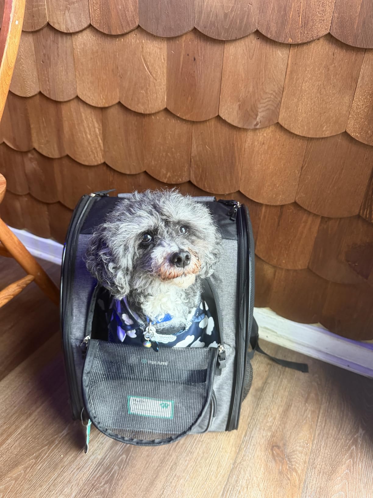 PetAmi Dog Backpack Carrier for Small Medium Dogs Large Cats up to 18 lbs, 2 Side Entry, Structured No-Collapse Frame, Airline Approved Ventilated Pet Backpack for Hiking Camping Travel Vet, Black customer photo 2