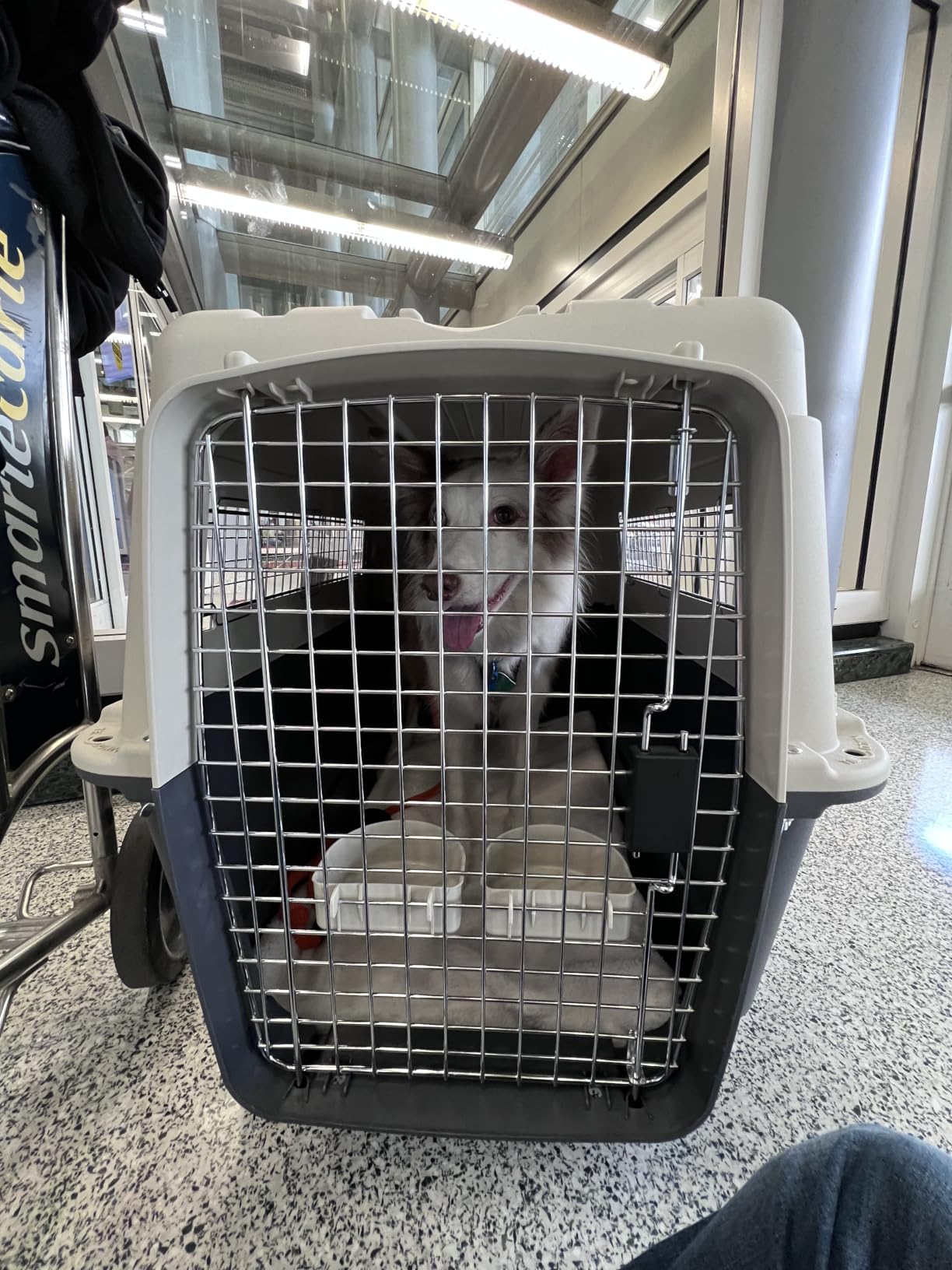 SportPet Airline Compliant LARGE 31.5