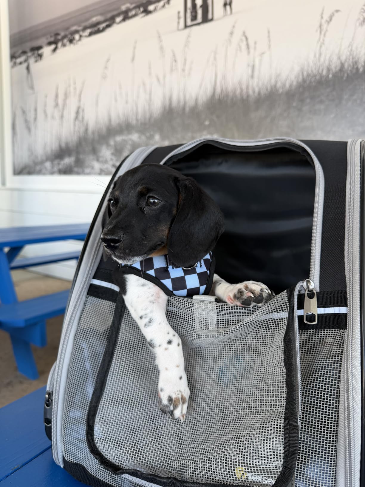 Texsens Innovative Traveler Bubble Backpack Pet Carriers for Cats and Dogs (Black) customer photo 1