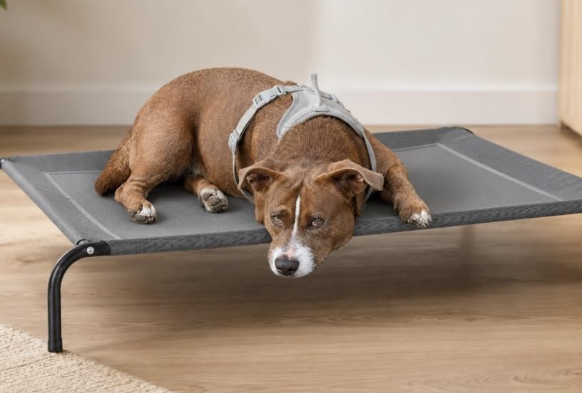 Bedsure Outdoor Elevated Dog Bed for Large Dogs - Portable Indoor & Outdoor Cooling Raised Cot Pet Hammock Bed, Grey, 49 inches customer photo 1