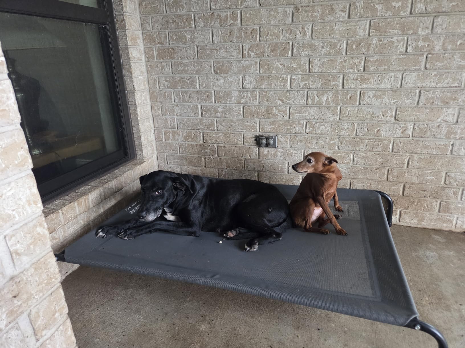 Bedsure Outdoor Elevated Dog Bed for Large Dogs - Portable Indoor & Outdoor Cooling Raised Cot Pet Hammock Bed, Grey, 49 inches customer photo 2