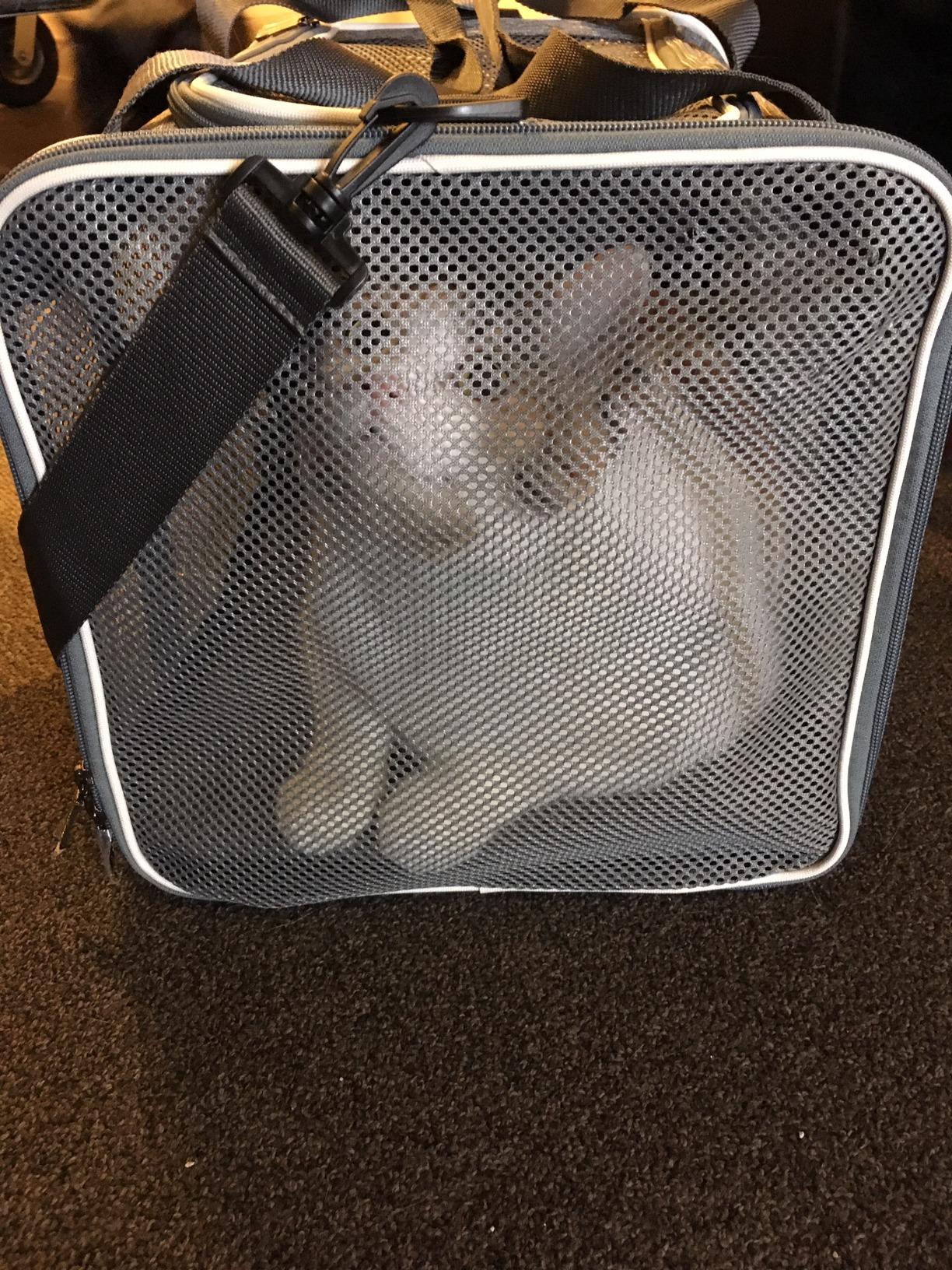 Soft Pet Carrier Bag for Cats and Puppy Under 20 lbs. Sturdy, Safe, Comfortable and Lightweight customer photo 2