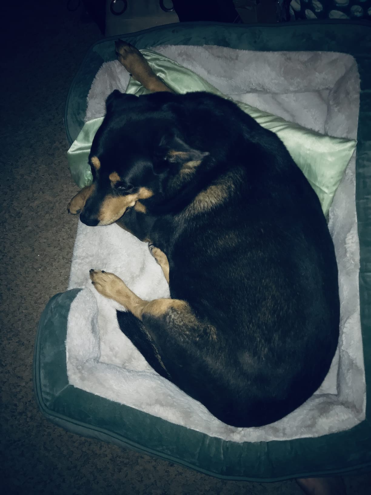 FurHaven Cooling Gel Dog Bed for Large Dogs, Perfect Comfort Sofa Bed with Cool Gel-Top Foam with Solid Orthopedic Foam Base, Washable Cover, Jumbo XL, Granite Gray customer photo 1