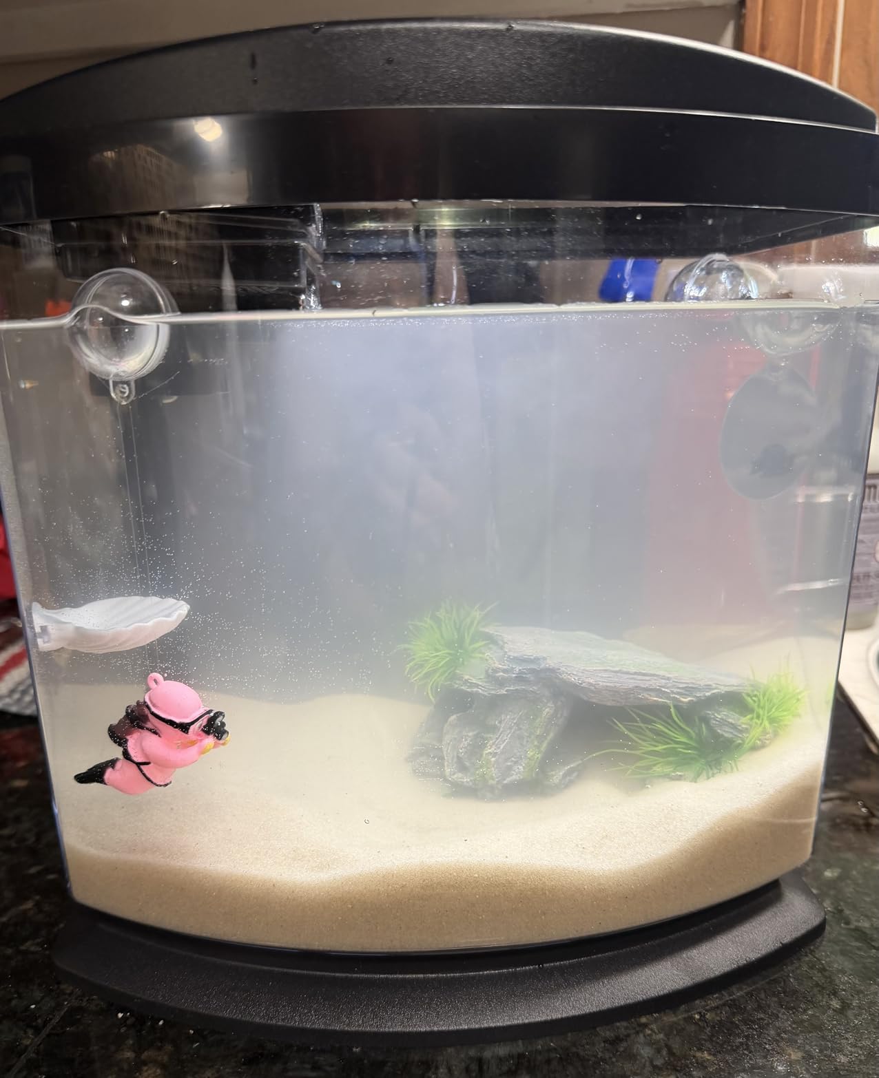 Aqueon LED MiniBow Small Aquarium Fish Tank Kit with SmartClean Technology, Black, 2.5 Gallon customer photo 1