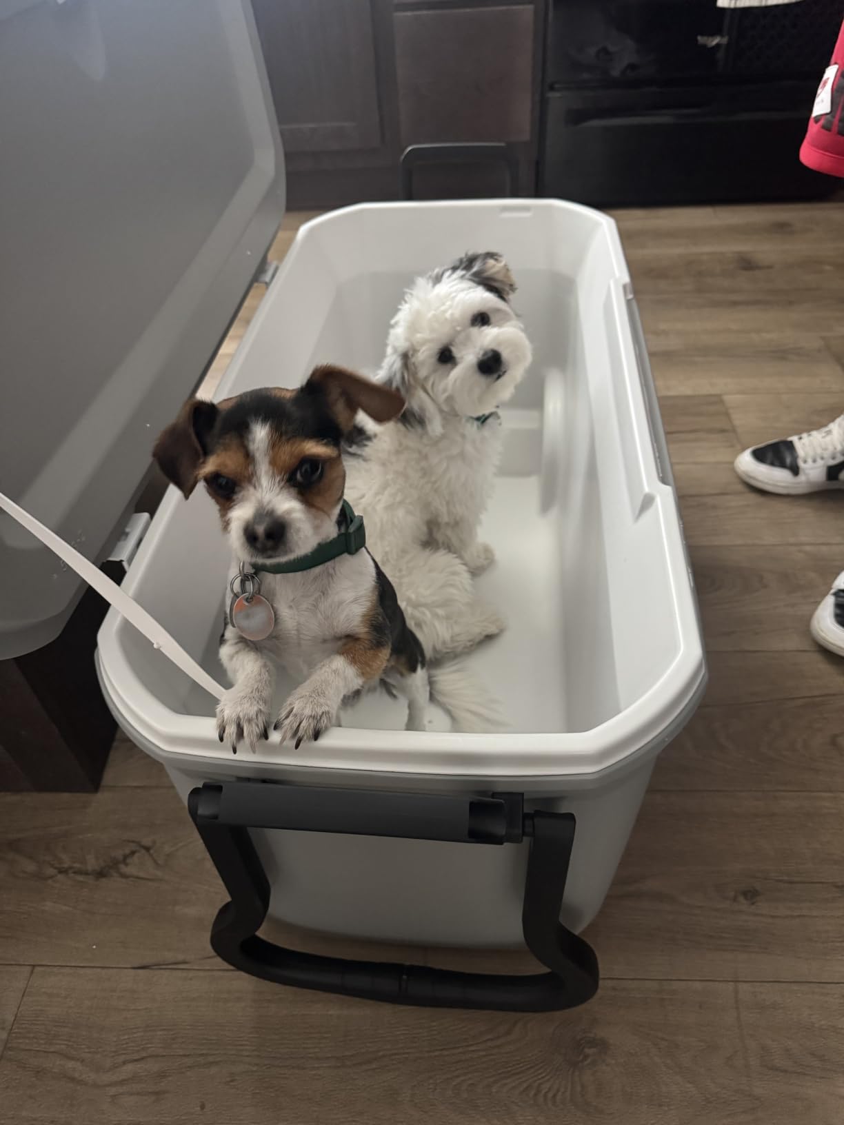 Coleman Ice Chest | 316 Series Wheeled Cooler customer photo 1