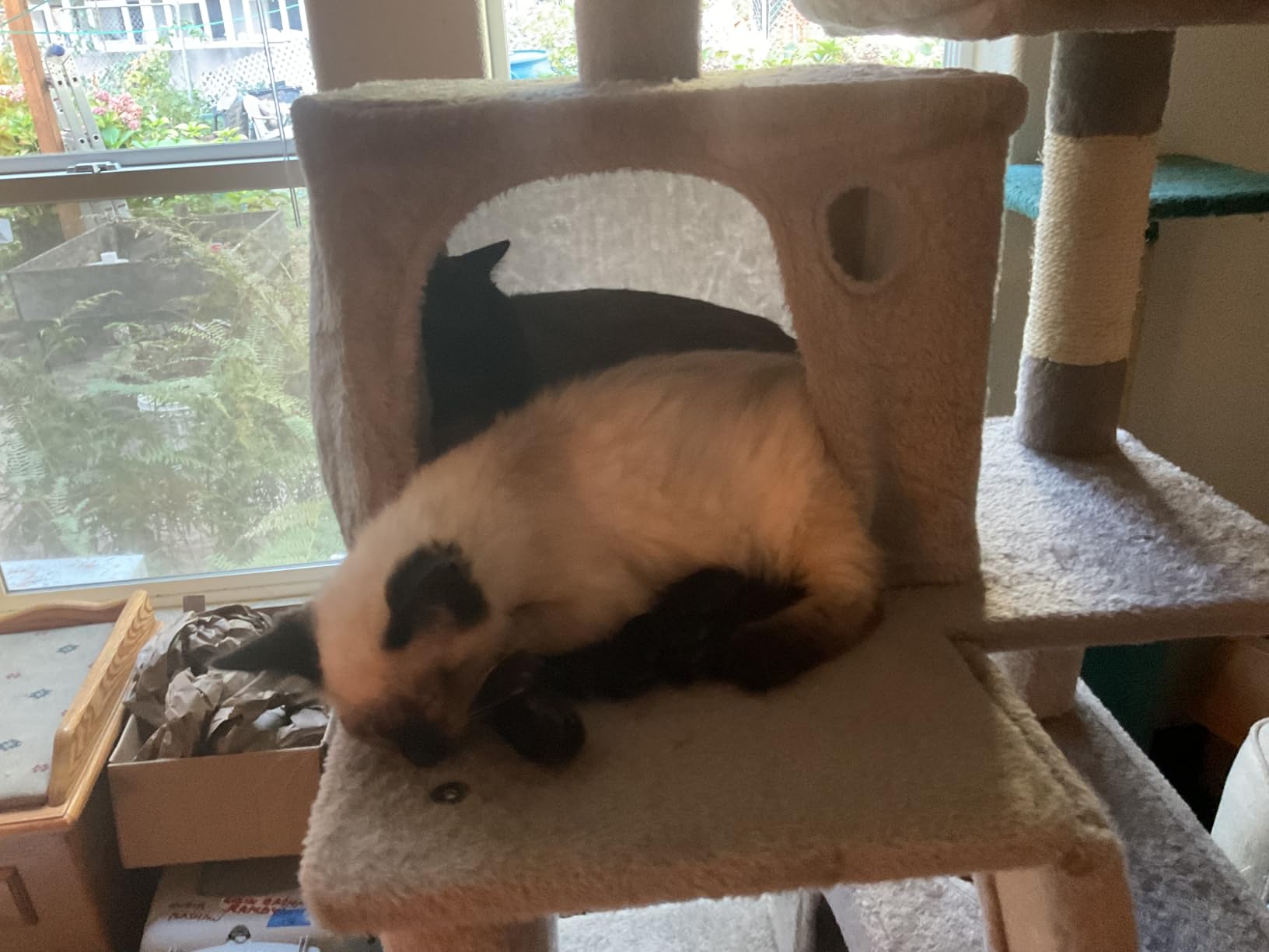Feandrea Cat Tree, 81.1-Inch Large Cat Tower, Multi-Level Plush Condo with 13 Scratching Posts, 2 Perches, 2 Caves, Basket, Hammock, Pompoms, Smoky Gray UPCT190G01 customer photo 2