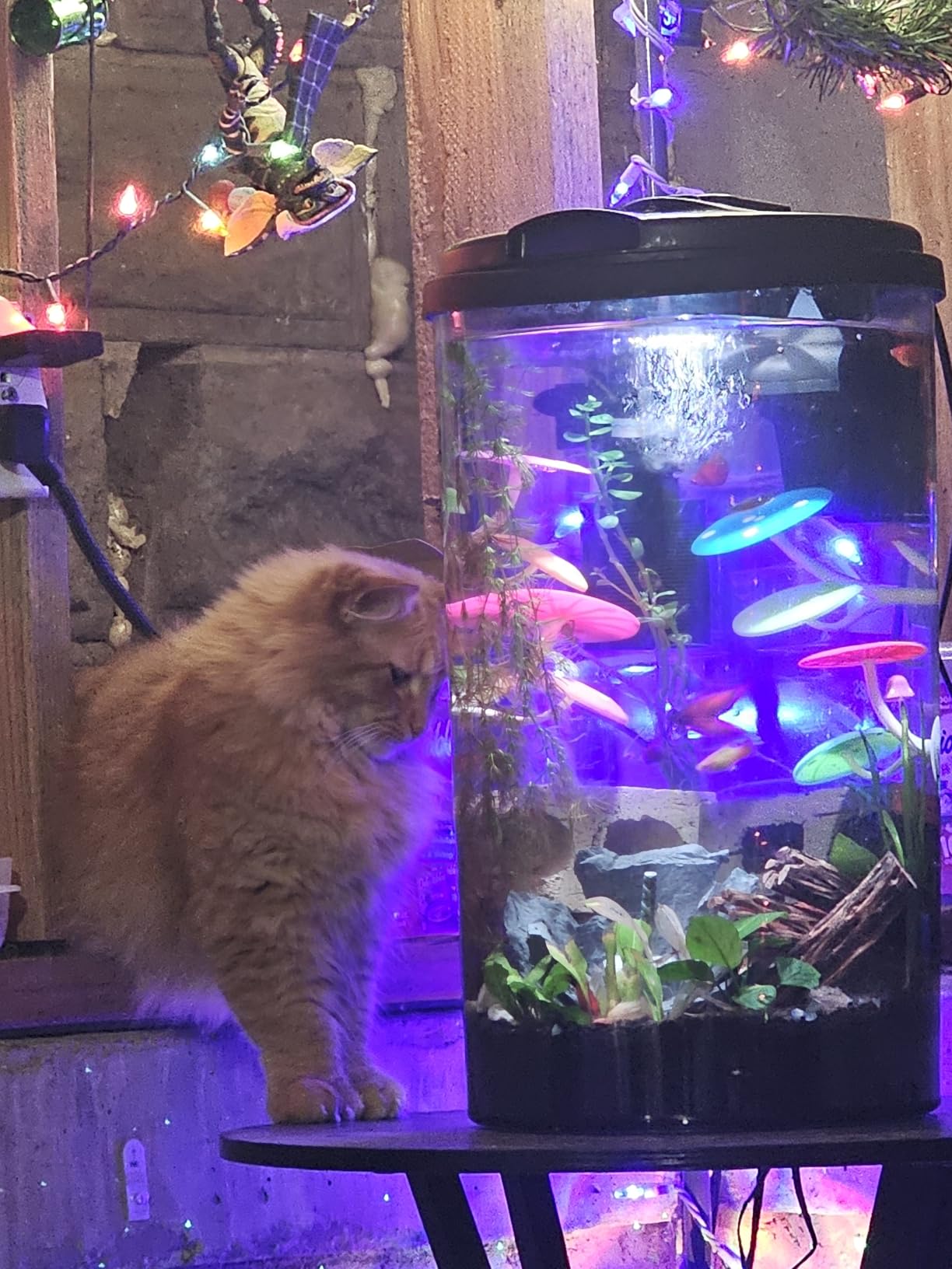 Koller Products Plastic 6-Gallon AquaView 360 Aquarium Kit for Tropical Fish, Betta Fish with LED Lighting and Power Filter Clear, 4-Piece Set customer photo 2