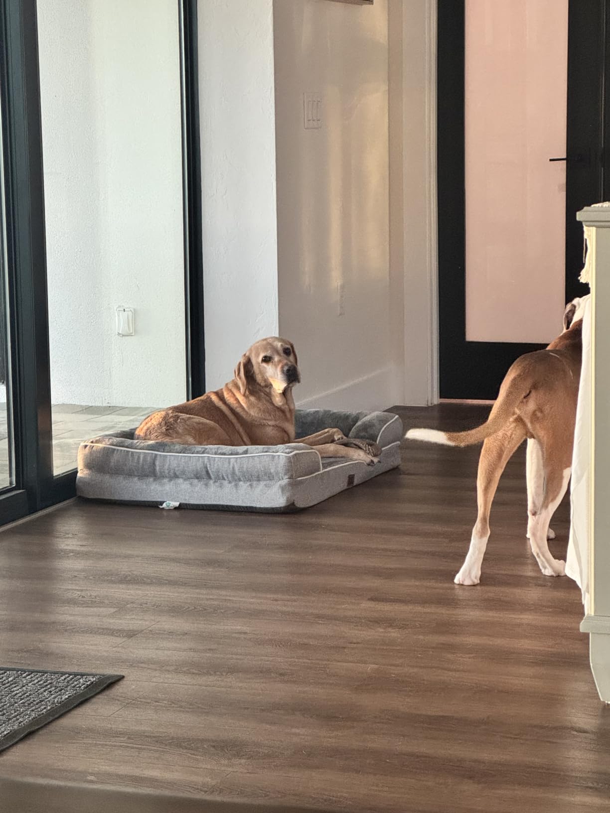 EHEYCIGA Orthopedic Dog Beds for Extra Large Dogs 44x32 Inch, Waterproof Memory Foam XL Pet Bed with Sides, Non-Slip and Egg-Crate Foam Big Dog Couch Bed with Washable Removable Cover, Grey customer photo 1