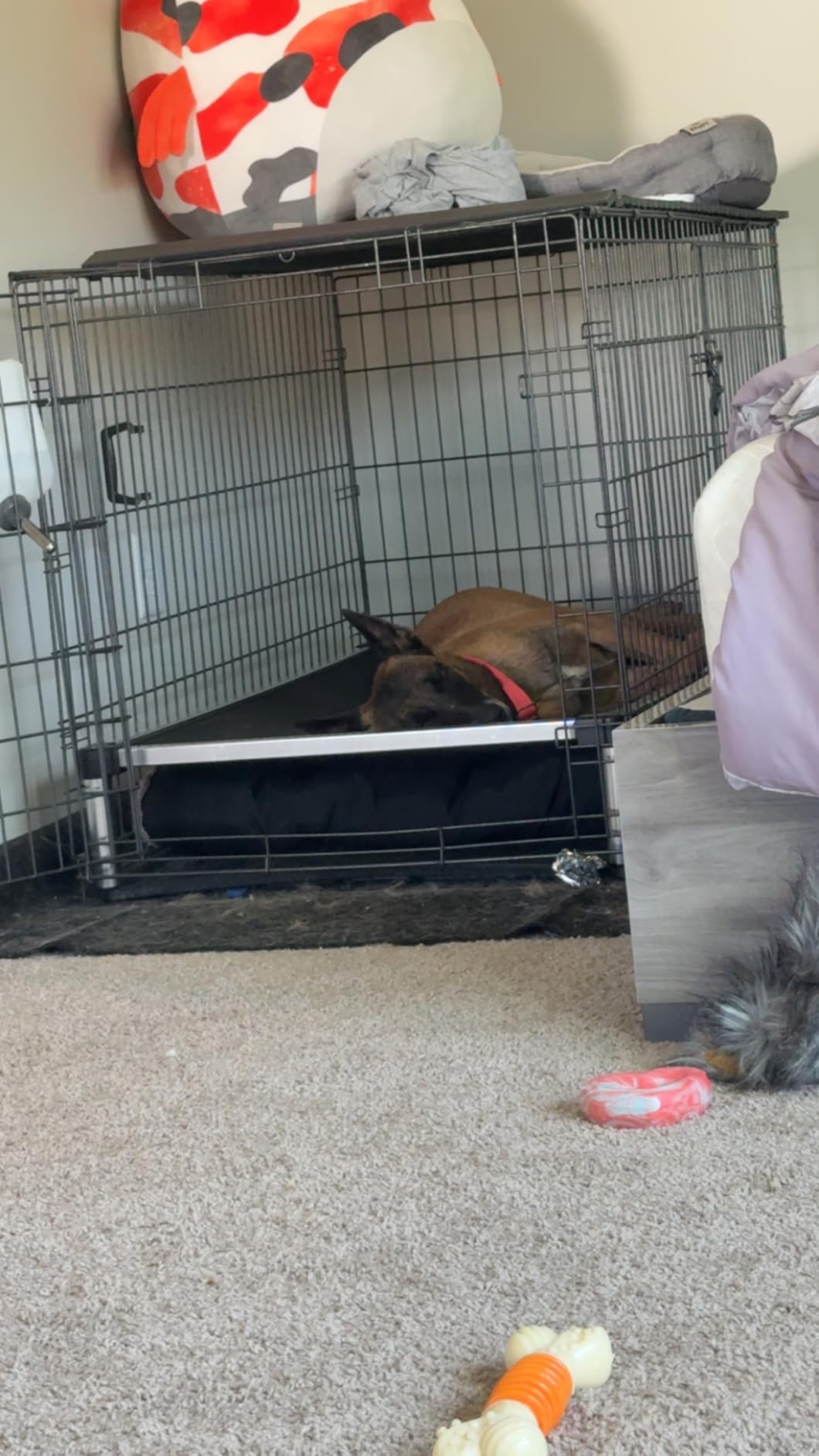 K9 Ballistics Chew Proof Elevated Outdoor Cooling Cot Bed for Medium Dogs - Virtually Indestructible, Preassembled, Ripstop Blue Quartz customer photo 1