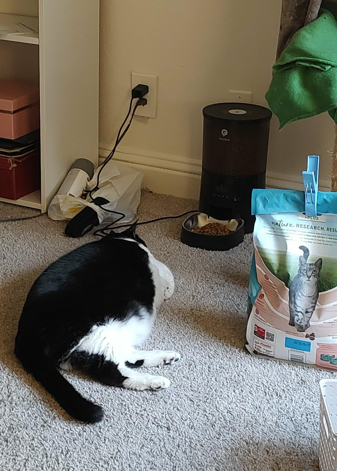 PETULTRA Automatic Cat Feeder: 4L Timed Cats Food Dispenser Programmable 1-6 Meal for Cat and Small Medium Dog - Auto Pet Feeder Easy to Set Up Dual Power Supply with Desiccant Bag | Detachable Washable customer photo 1