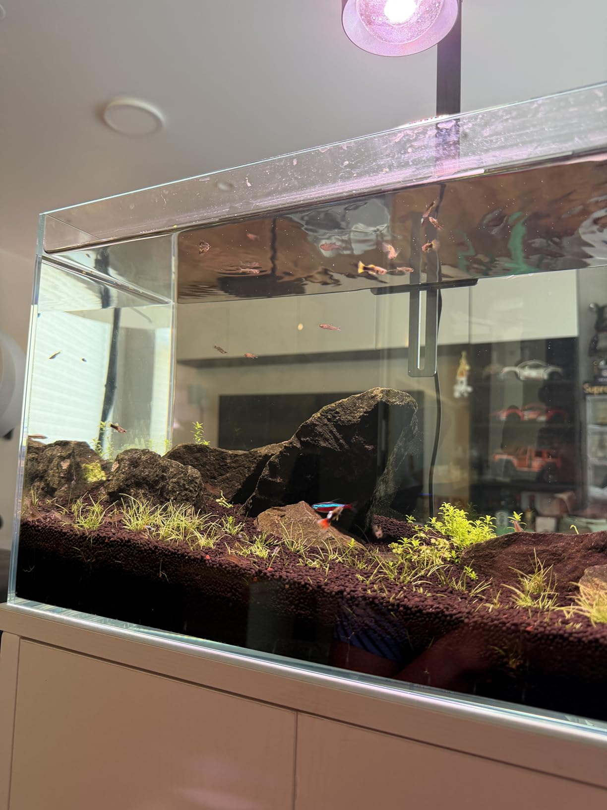 LAQUAL 10 Gallon Ultra Clear Glass Fish Tank, Rimless Low Iron Aquarium for Betta/Nano/Goldfish/Snail/Shrimp customer photo 1