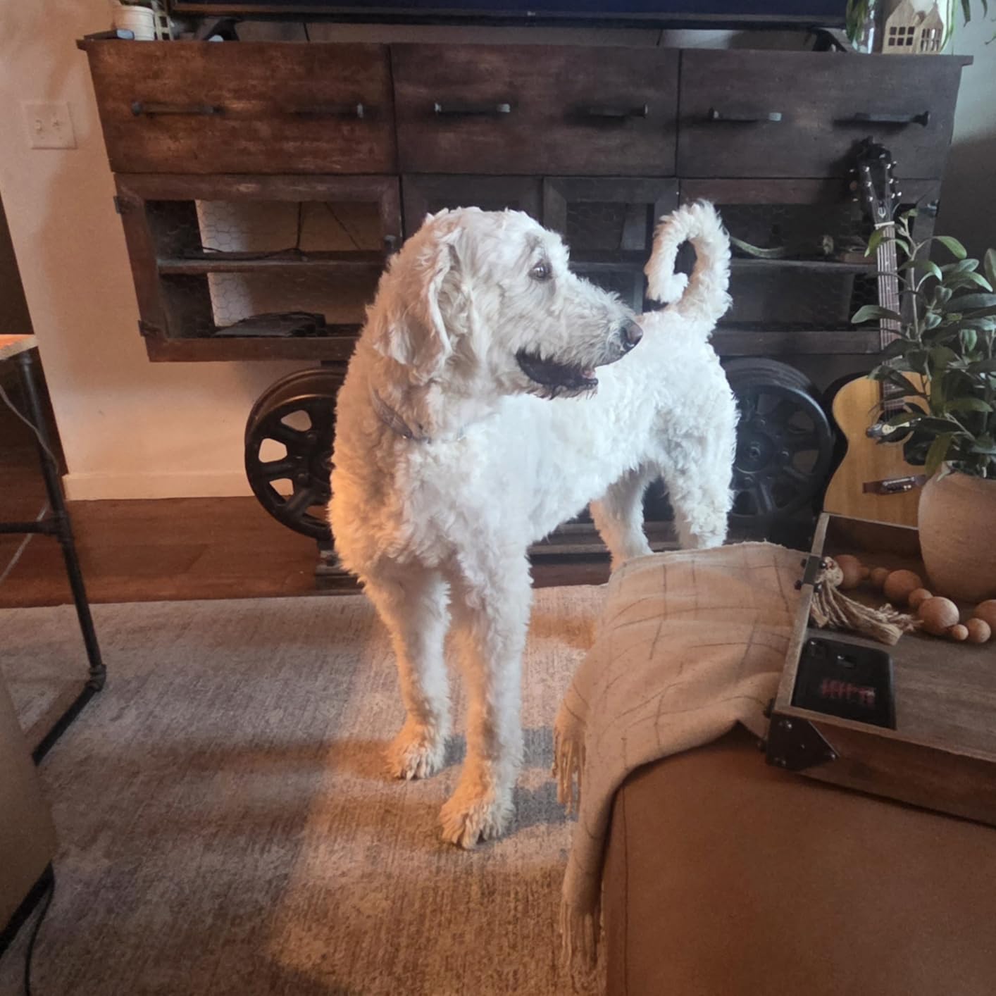 buenkee Dog Grooming Kit with Vacuum, 15000Pa Pet Hair Clipper and Shedding Brush, 2L Capacity, White customer photo 2