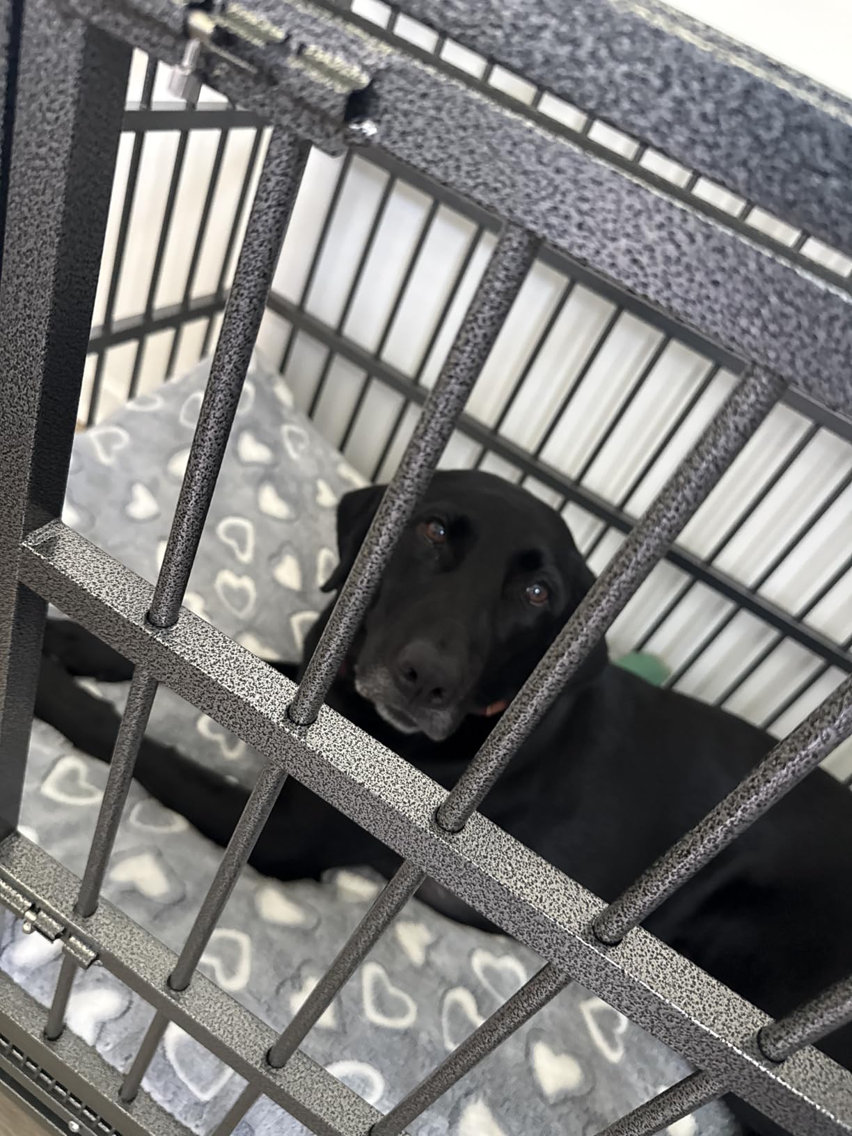 BOLDBONE 54 inch Heavy Duty Indestructible and Escape-Proof Dog Crate Cage Kennel for Large Dogs, High Anxiety Dog Crate with Removable Wire Trays and Wheels, Extra Large customer photo 1